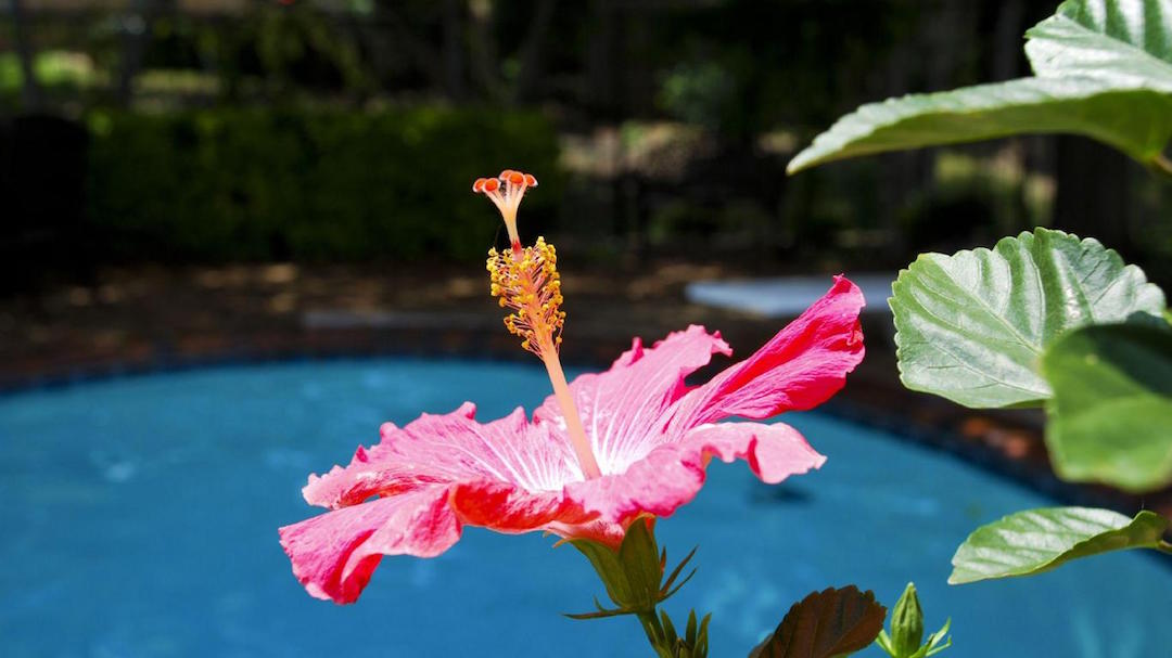 hibiscus_hawaiian_pool Island Sweet Treats